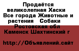 Продаётся великолепная Хаски - Все города Животные и растения » Собаки   . Ростовская обл.,Каменск-Шахтинский г.